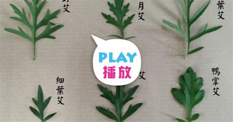 艾草達人莊垣昌|珍艾艾草~莊垣昌打造友善農田 